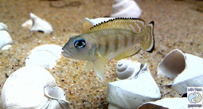 Lepidiolamprologus cf. meeli 'Congo'